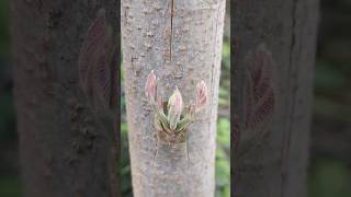 Ped ki kalam badhane ka sabse aasan tarika 🌱khedut plantgrafting tree trend [upl. by Osnohpla]