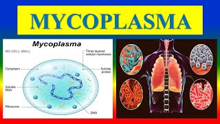 MYCOPLASMA  infection Diagnosis [upl. by Cherrita]