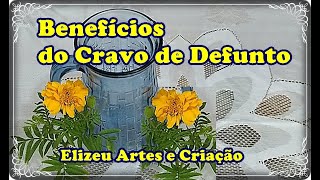 Benefícios do Cravo de Defunto [upl. by Fachini]