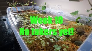 Week 10 Raising betta fry Grindal worms [upl. by Thorn642]