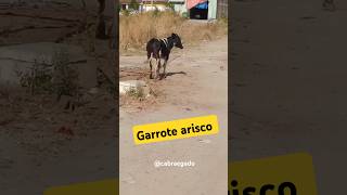 Garrote arisco [upl. by Nolrev]