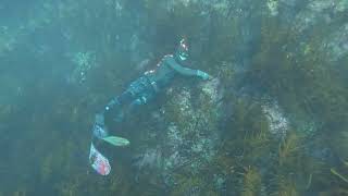 Freediving Eaglehawk Neck Tasmania crayfish [upl. by Sucam]