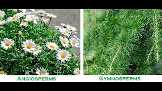 gymnosperms and angiosperms [upl. by Attebasile]