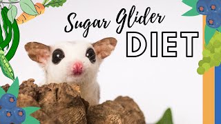 Sugar Glider Diet  How I feed the BML Kibble staple diet [upl. by Irrahs]