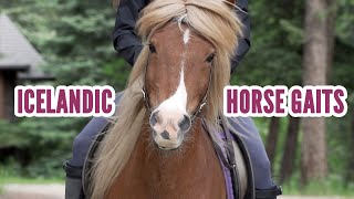 Icelandic Horse Gaits [upl. by Alie205]