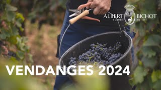 Vendanges 2024 chez Albert Bichot [upl. by Pitchford]