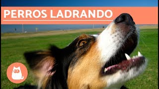 Los mejores LADRIDOS DE PERROS 🐶 Perros LADRANDO ¡MUY DIVERTIDO [upl. by Arinay]