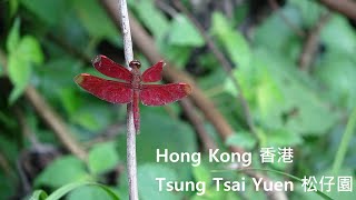 松仔園 Tsung Tsai Yuen  香港 Hong Kong [upl. by Ahsiuqram]