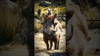 Reallife friends The warthog and Meerkat Story  shorts trending facts animals wildlife [upl. by Nolyar350]