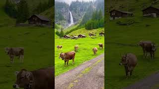 Switzerland is beautiful country shorts travel explore nature adventure [upl. by Oaks]