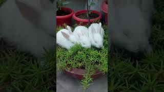 Baby rabbit sleepingshortvideoviralshort [upl. by Hooge]