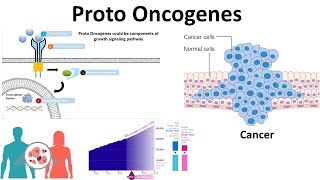 proto oncogenes Genetic basis of cancer [upl. by Siger868]