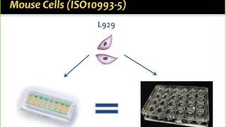 A Novel In Vitro Approach to Study Biocompatibility and Wound Healing [upl. by Roanne645]