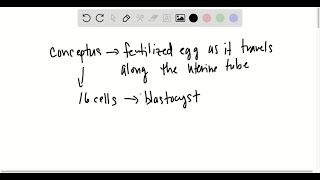 The conceptus upon reaching the uterus first  a implants b divides c disintegrat… [upl. by Ahtaela]