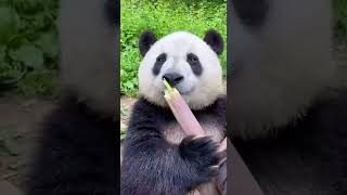 Panda eating Bamboo [upl. by Joerg]