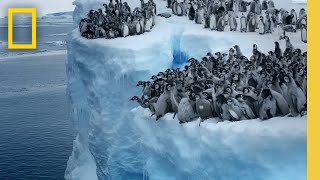 Emperor penguin chicks jump off a 50foot cliff in Antarctica NEVERBEFOREFILMED FOR TV  Nat Geo [upl. by Accebar]