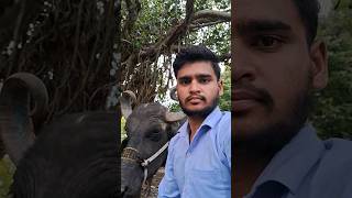 मेरा अपनी भैस पर बैठना इतना मेहेंगा पड़ेगा मेने कभी सोचा नहीं था 😱youtubeshorts minivlog shortsvi [upl. by Schuler]