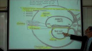 INTRO TO HUMAN EMBRYOLOGY PART 1 by Professor Fink [upl. by Samohtnhoj]