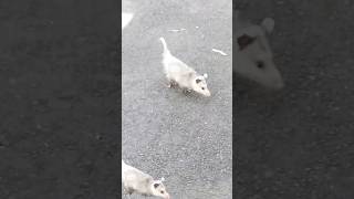 Does anyone know why possums spin [upl. by Nawuj]