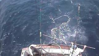 Marlin Attacks Boat [upl. by Gower97]