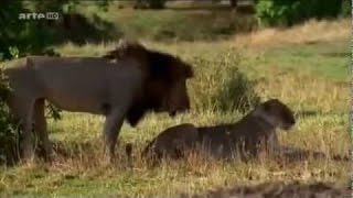 Les Animaux Les plus Sauvages De La Savane Africaine Doc à Découvrir i [upl. by Nahtanoy]