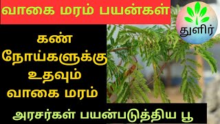 வாகை மரம் பயன்கள்  Albizia Lebbeck benefits in Tamil  Vaagai tree benefits  வாகை மரம்  துளிர் [upl. by Anpas]