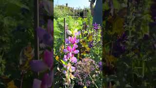 How to grow a vase of flowers with lupins salvias and poppies [upl. by Ogata393]