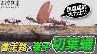 切葉蟻 Atta cephalotes—世界上最神奇的螞蟻｜螞蟻明星系列【臺灣蟻窟】 [upl. by Anelahs]