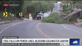 Tree fall on Coldwater Canyon Drive [upl. by Pich]