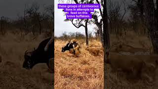 lv the group of lions 🦁 in attempts to feed on brave buffaloes 🐃 wildlifeencounters [upl. by Gibrian]