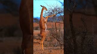 A brief introduction to 🥰Gerenuk😃horts youtubeshorts animals [upl. by Lauree]