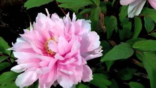 Japanese Tree Peonies in Winter Hakozaki Shrine Flower Garden [upl. by Marshall]