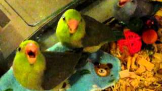 baby parrotlets begging for food  45 weeks [upl. by Leonelle]