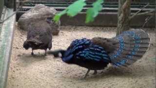 Displaying Palawan Peacock Pheasant [upl. by Emad]