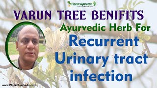 Ayurvedic herb for Recurrent Urinary tract infection  Varun Tree [upl. by Ecneitap]