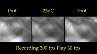 Temperature Changes on Daphnia magna heartbeat [upl. by Marne]