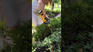 Trimming boxwood using a hedge clipper [upl. by Walley]