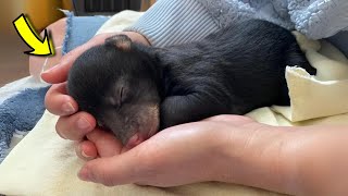 A Man Rescues a Helpless Bear Cub and Gives It a Second Chance at Life [upl. by Anonyw]