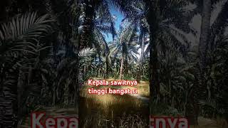 Harvesting tall oil palm trees [upl. by Ahsitneuq]