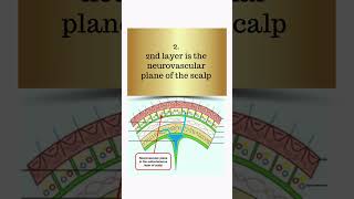 Into which layer of scalp does the emissary veins open shorts anatomy [upl. by Nerat]