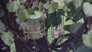 bird feeder live 91024 [upl. by Avis382]