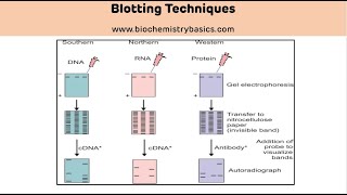 Types and Applications of Blotting Techniques  Blotting Techniques [upl. by Adaiha591]