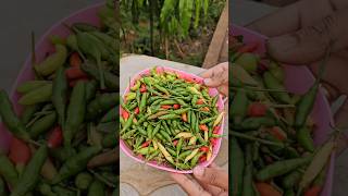 Bird eye chilli harvestinghotest chilliసీమ మిర్చిchilliharvestingmygardenshortvideoviral [upl. by Ossy]