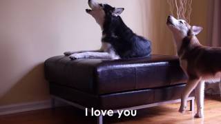 2 TALKING DOGS ARGUE  SUBTITLED Mishka amp Laika [upl. by Filide]