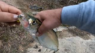 Skipjack fishing Collecting trophy catfish bait [upl. by Norga]