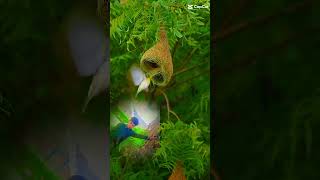 Beautiful birds parrot and sapiro s [upl. by Mackie]