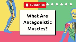 What Are Antagonistic Muscles  Educational Animated Video for Kids [upl. by Kirven607]