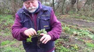 Fraternités Ouvrières  2016 12  à Aalbeke  Les stolons de fraisiers [upl. by Killigrew]