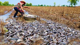 I Catch a lot of Catfish in the Field after Harvest Rice [upl. by Pincus]