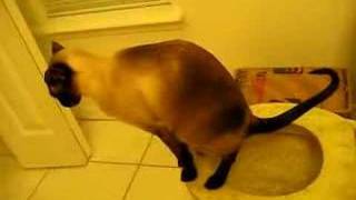 Siamese Cat Using Toilet Updated [upl. by Routh]